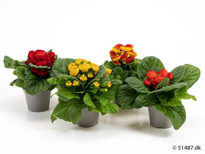 CALCEOLARIA HERBEOHYBRIDA 'MIX HYBRID', D 10