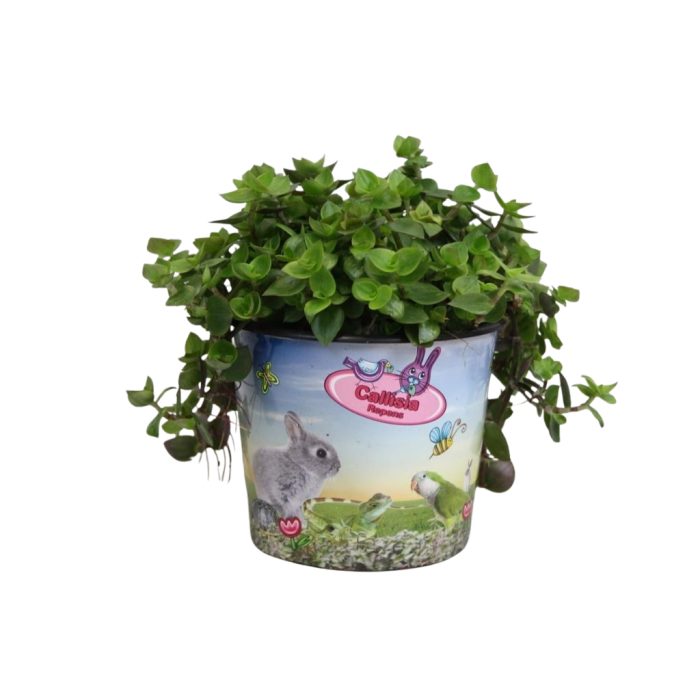 Calissia repens in potcover, D 12