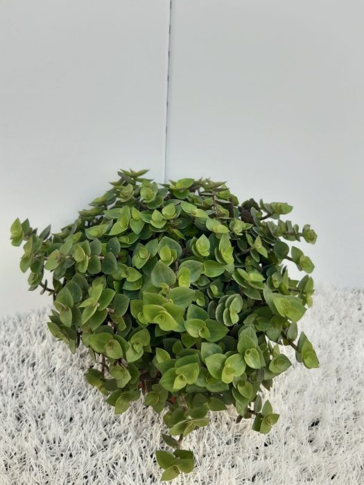 Callisia Repens, D 12