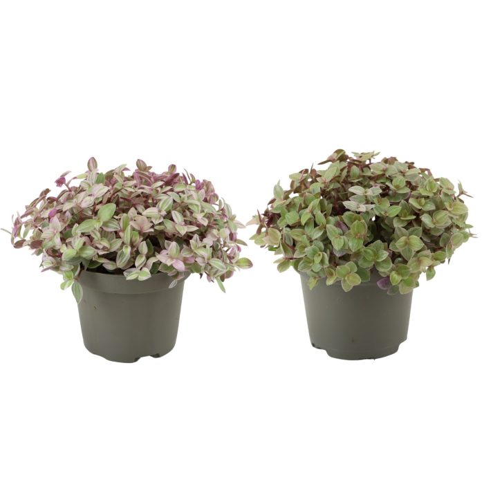 Callisia repens Rosato, D 9