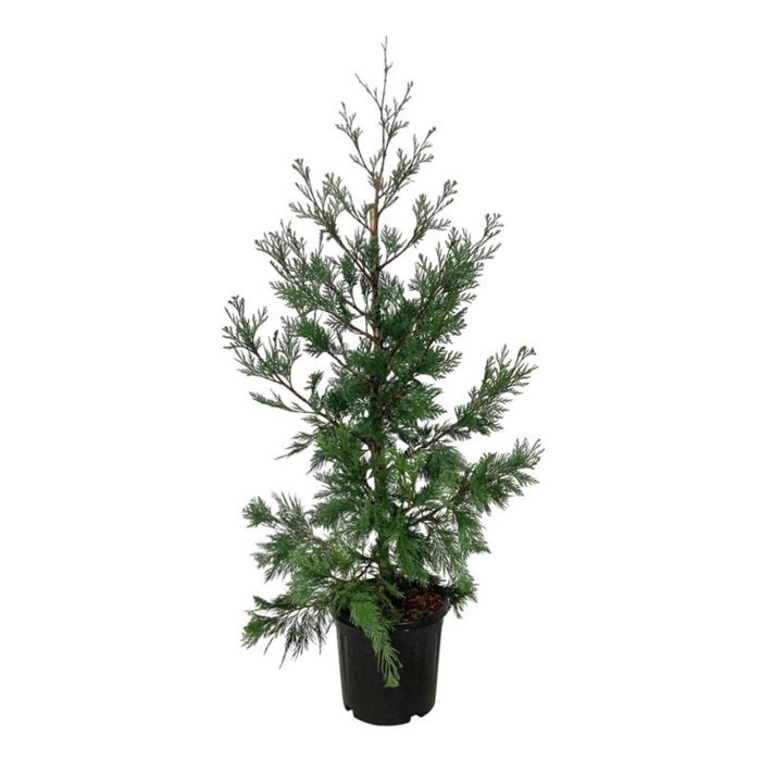 Calocedrus dec. 'Pillar', D 32