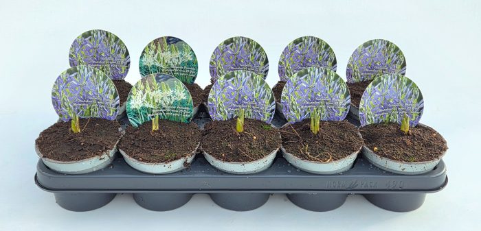 Camassia Mix, D 12