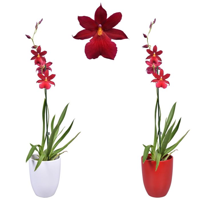 Cambria 'Nelly Isler' Red Velvet 1 tak met rood en wit keramiek, D 14