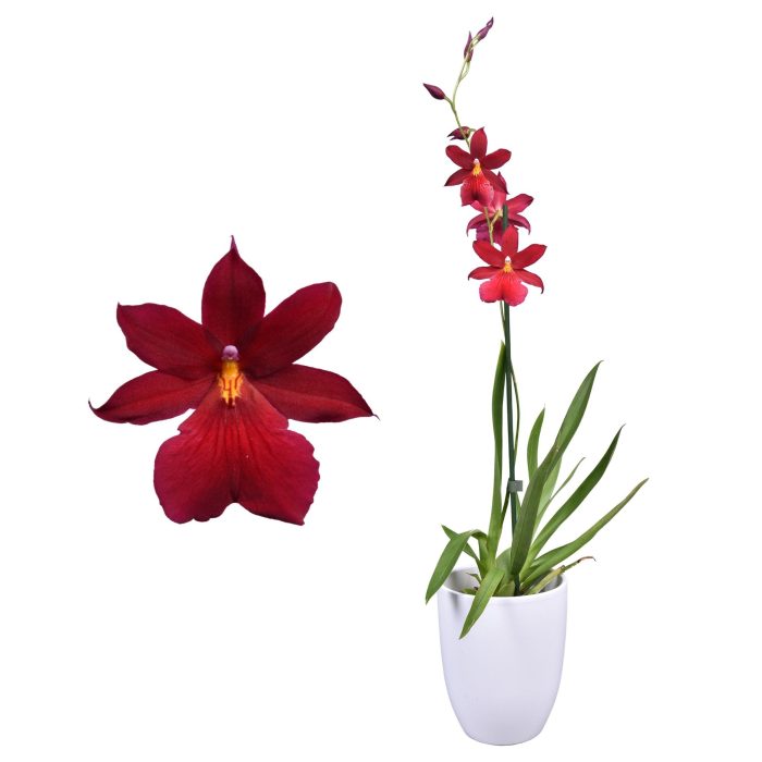 Cambria 'Nelly Isler' Red Velvet 1 tak met wit keramiek, D 14