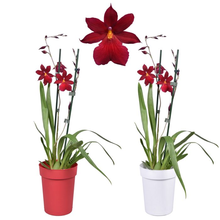 Cambria 'Nelly Isler' Red Velvet 2 tak met rode en witte pot, D 12