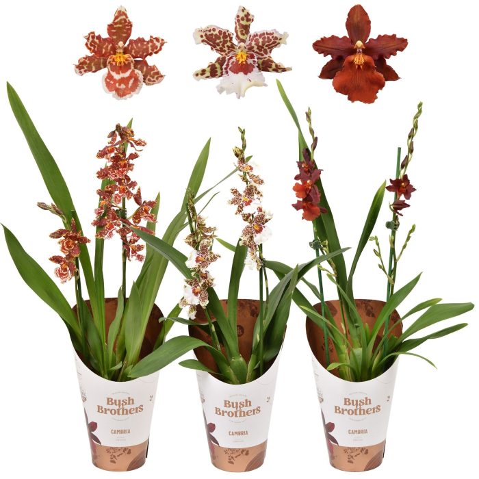 Cambria mix 2 tak 12 cm, D 12