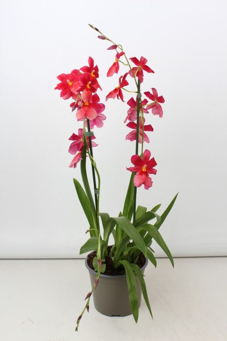 Cambria Nelly Isler toef 2 tak 17 cm, D 17