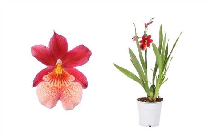 Cambria p12 Nelly Isler 1T05+ ( 4 lg/dc ), D 12