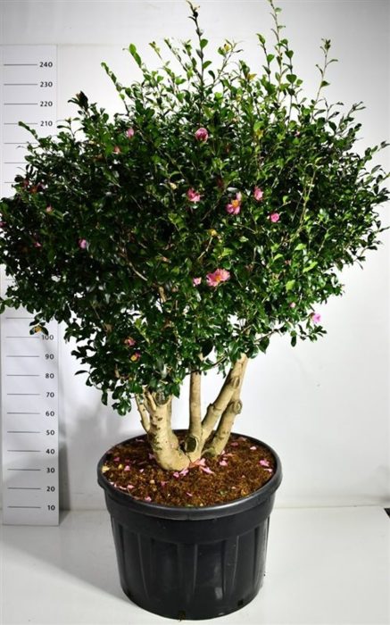Camellia j. 'Cleopatra', D 80