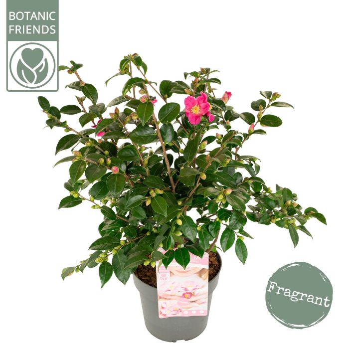 Camellia ja.'Winter Perfume Pink'® Premium, D 19