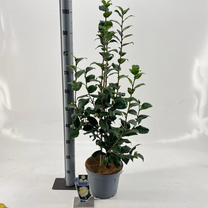 Camellia japonica 'Brushfield's Yellow', D 23