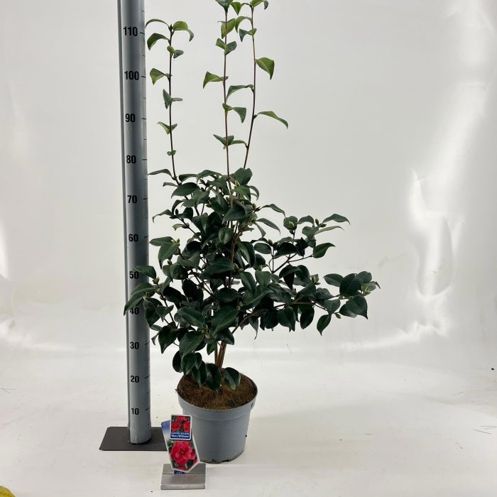 Camellia ret. 'Mary Williams', D 23