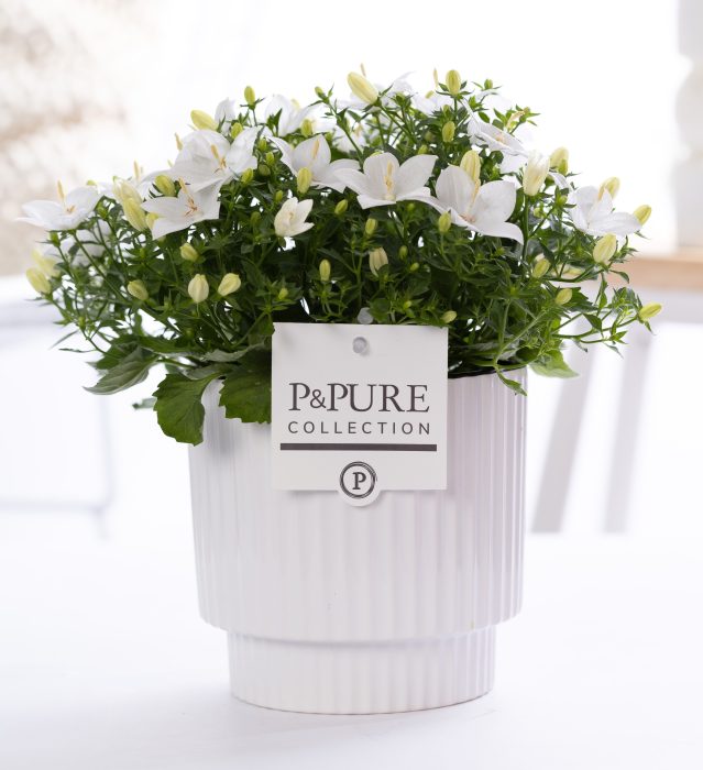Campanula 'Atlanta' Pure Ivy Ceramics, D 15