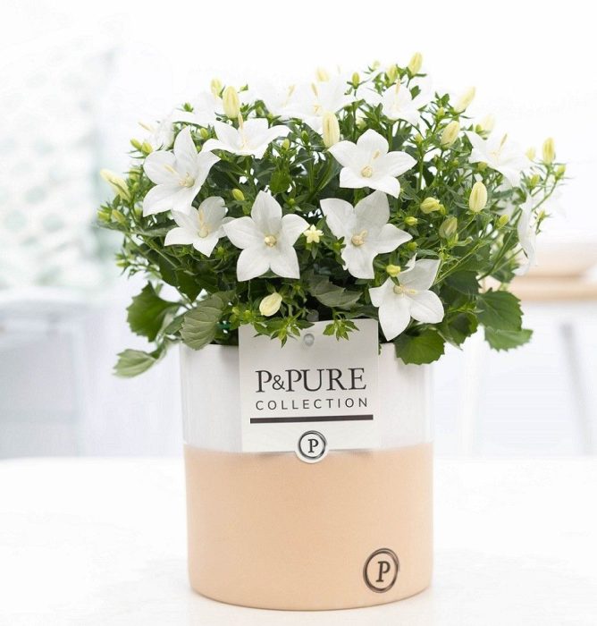 Campanula 'Atlanta' Pure Rosy, D 13