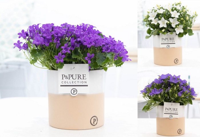 Campanula 'Mix' Pure Rosy, D 13