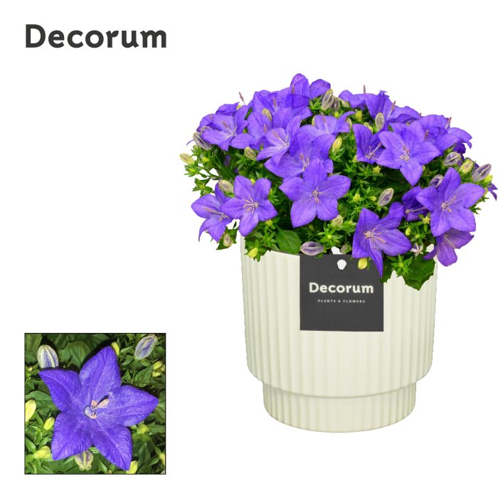 Campanula 'Napoli' Decorum Ivy, D 15