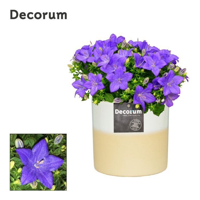 Campanula 'Napoli' Rosy Decorum, D 13