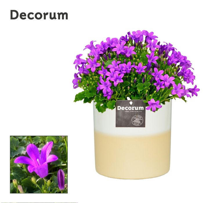 Campanula 'Porto' Rosy Decorum, D 13