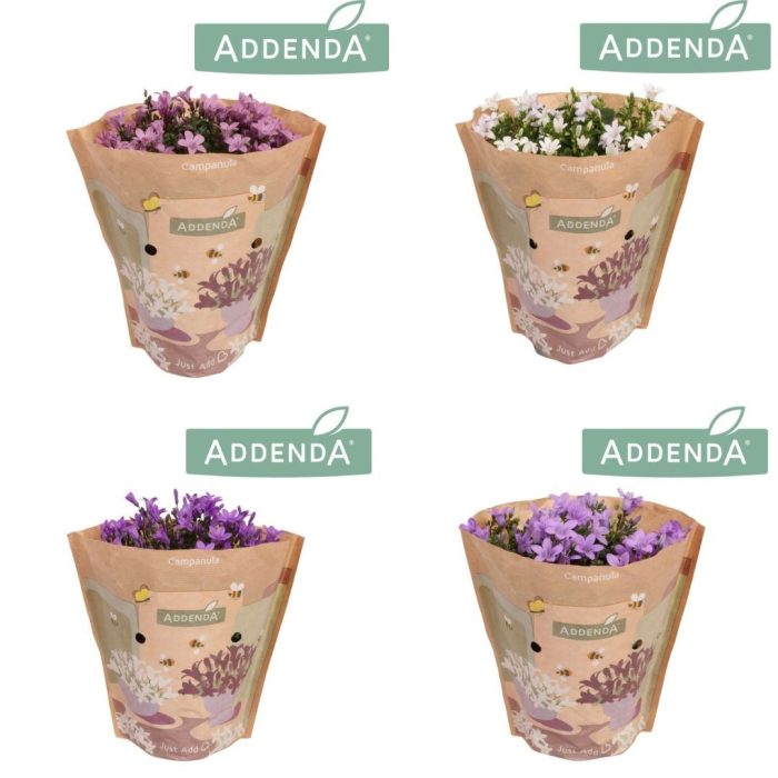 Campanula Ambella Mixtray 10,5 cm krafthoes, D 10,5