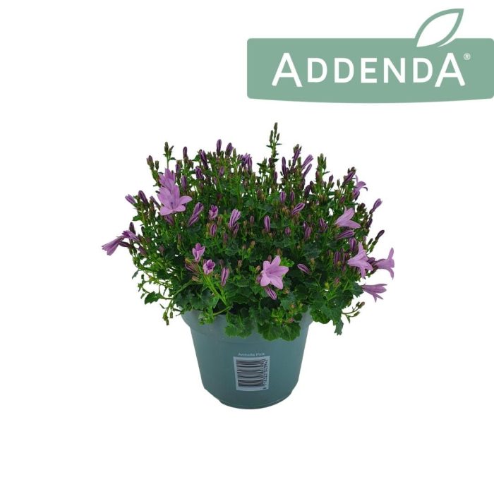 Campanula Ambella Pink 14 cm, D 14
