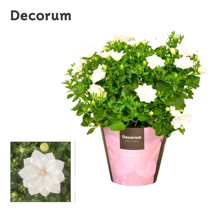 Campanula iso. Dublin White Decorum, D 11