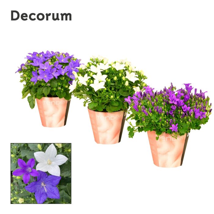 Campanula Mix 1 Tender, D 11