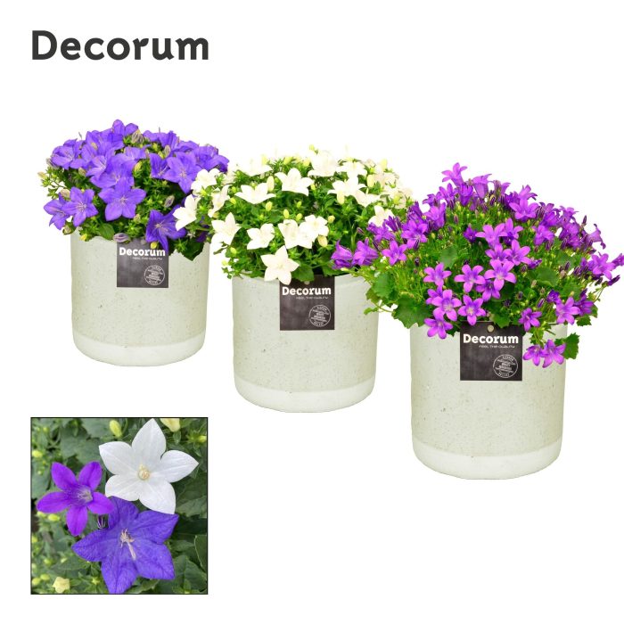 Campanula Mix Decorum Jade, D 14