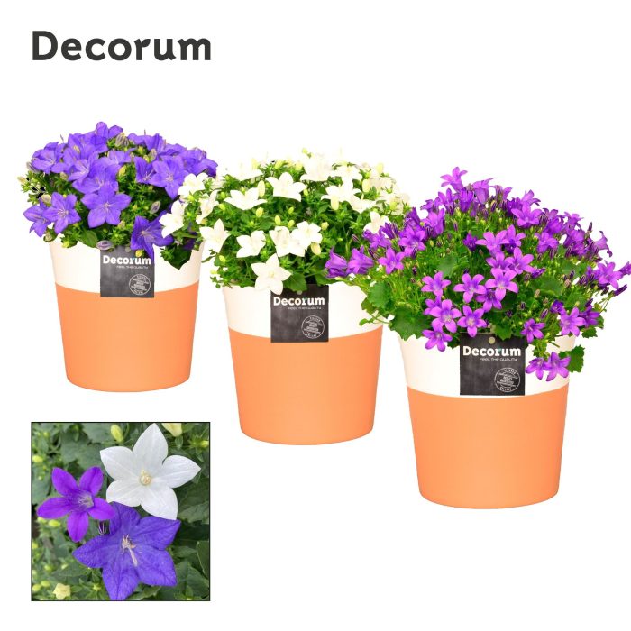 Campanula Mix Decorum Terra Cotta, D 13