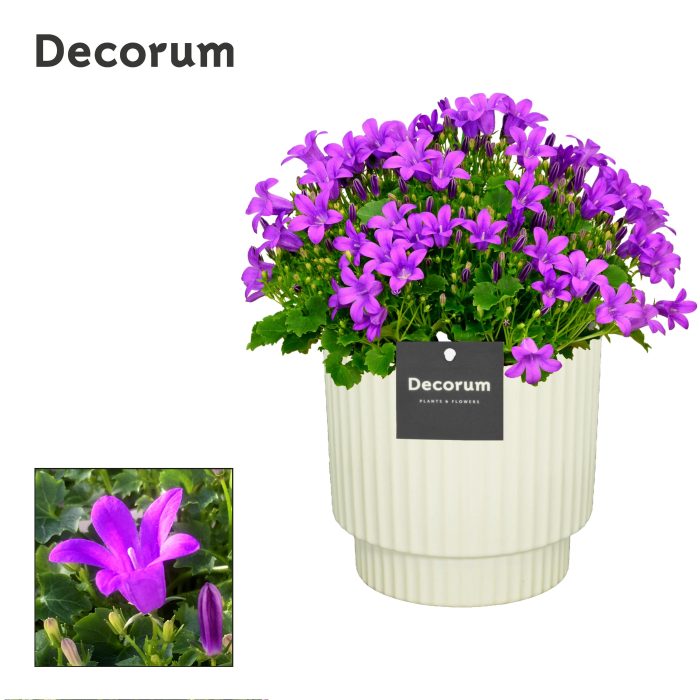 Campanula Porto LL Decorum Ivy, D 15