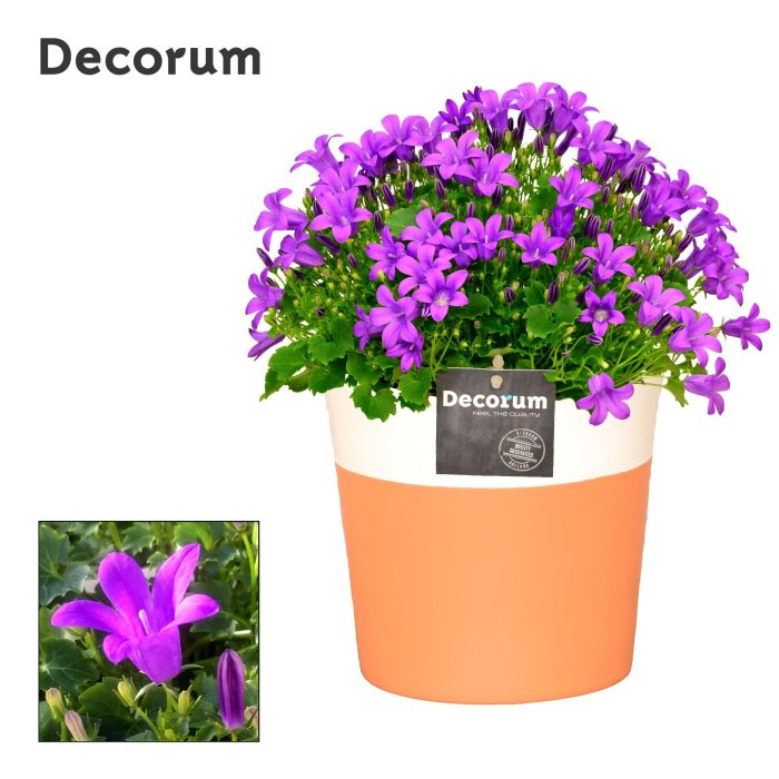 Campanula Porto LL Decorum Terra Cotta, D 13