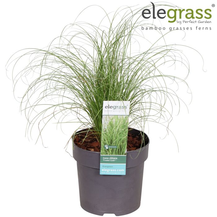 Carex comans 'Frosted Curls' P14, D 14
