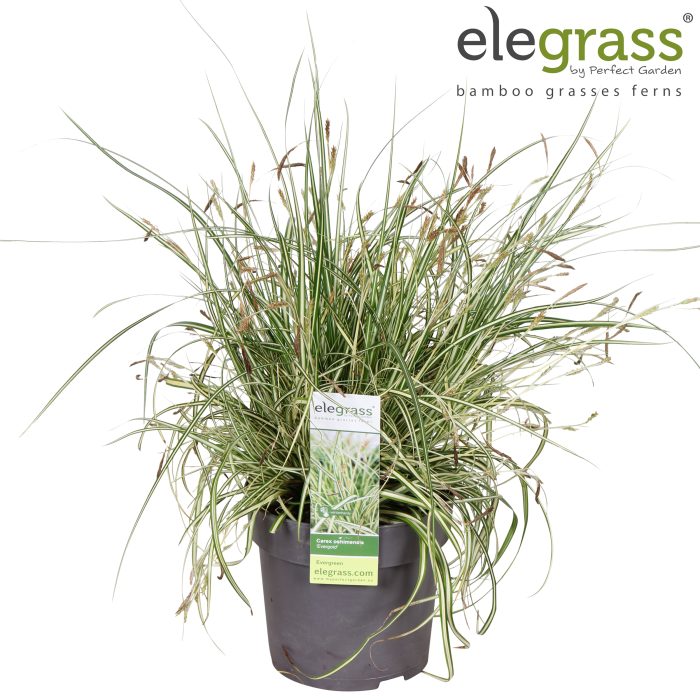 Carex hachijoensis 'Evergold' P14, D 14