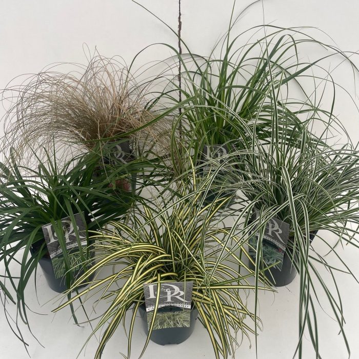 Carex mix, D 17