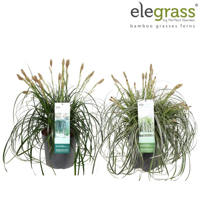 Carex mix laag P23 los, D 23