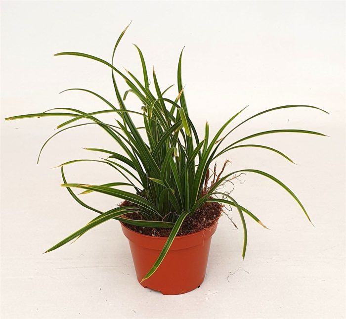 Carex mor. 'Ice Dance', D 10,5