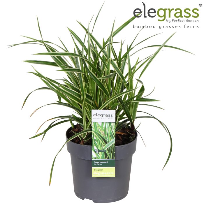 Carex morrowii 'Ice Dance' P14, D 14