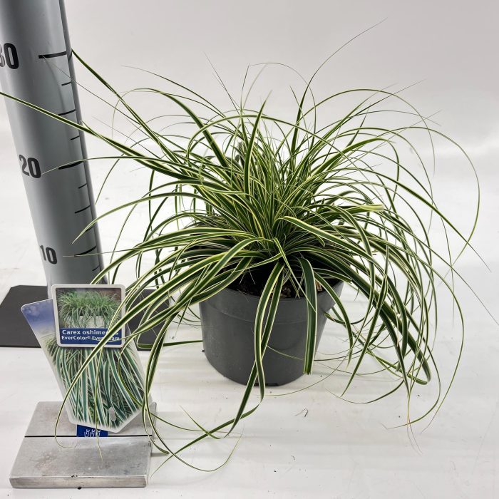 Carex oshimensis EverColor® Evercream ('Ficre'PBR), D 17