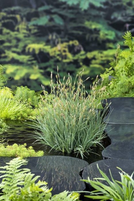 Carex panacea, D 9