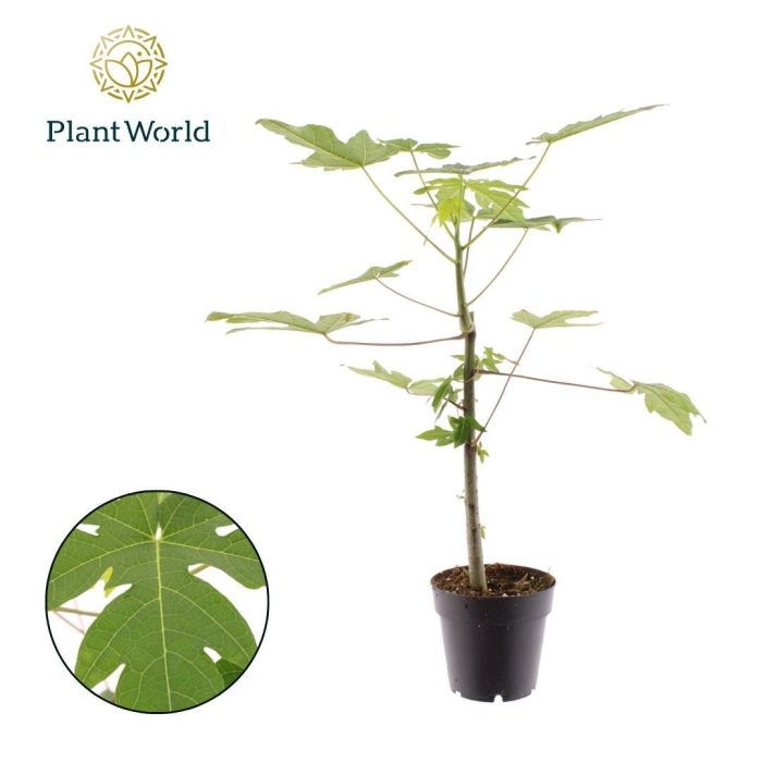 Carica Papaya, D 14
