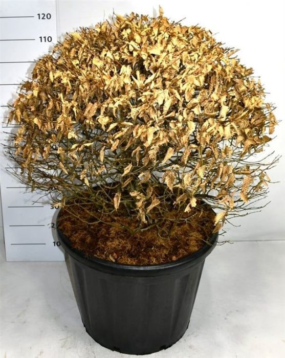 Carpinus betulus, D 60