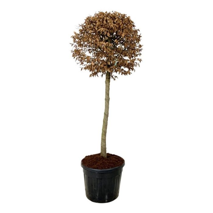 Carpinus betulus, D 60