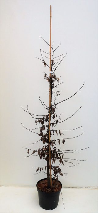Carpinus betulus, D 26
