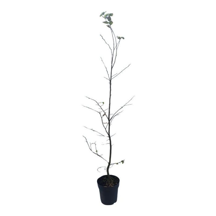 Carpinus betulus, D 21