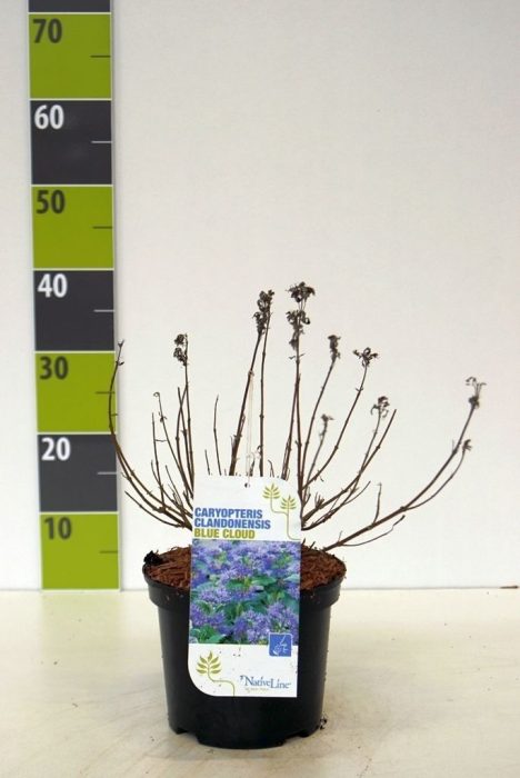 Caryopteris 'Blue Cloud' C 3, D 19