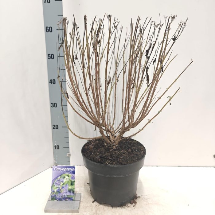 Caryopteris cland. Grand Bleu® ('Inoveris'PBR), D 23