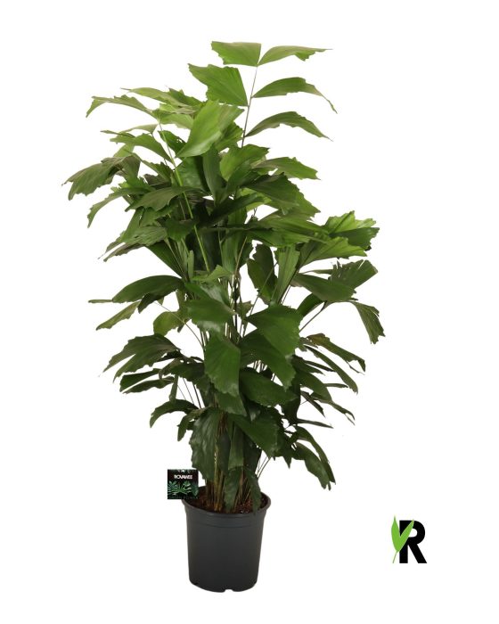 Caryota mitis, D 21