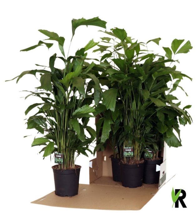 Caryota mitis in fust 352, D 21
