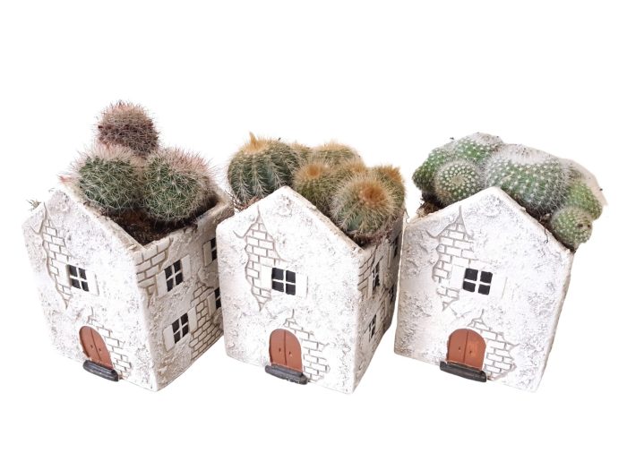 CASA A11 Casa Antiguo Cactusmix, D 11