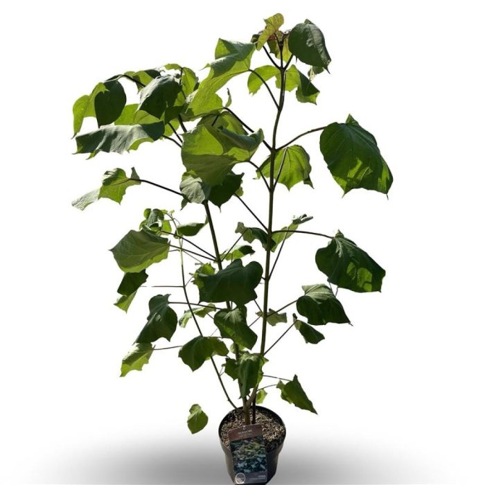 Catalpa erubescens 'Purpurea', D 21