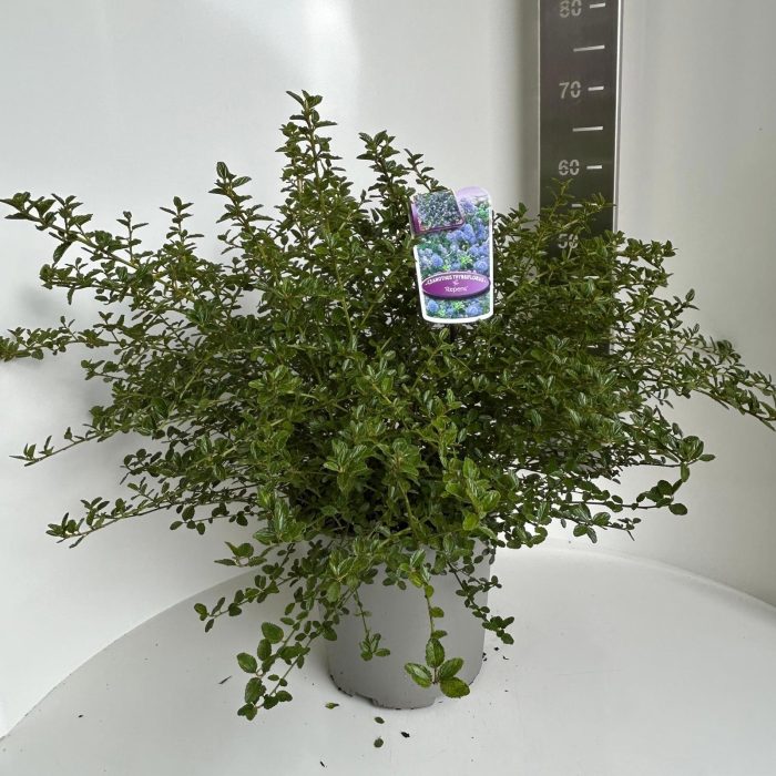 Ceanothus thyr. 'Repens', D 29